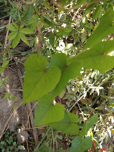 Ipomoea indivisa, photographed by Pablo