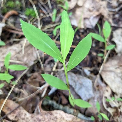 Microstegium vimineum, photographed by stephen