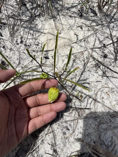 Physalis angustifolia, photographed by Brandon Corder