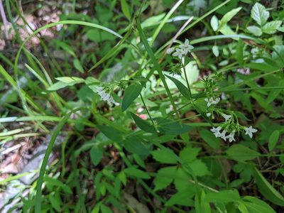 Houstonia purpurea, photographed by stephen