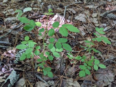 Rosa carolina, photographed by stephen