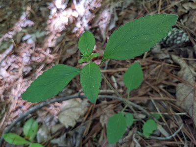 Scutellaria elliptica, photographed by stephen