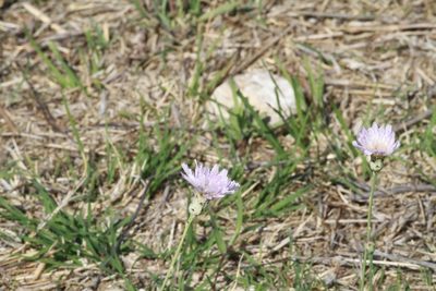 Pinaropappus roseus, photographed by harrier