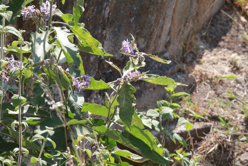 Solanum lanceolatum, photographed by harrier