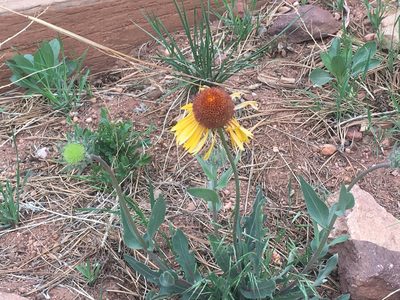 Gaillardia aristata