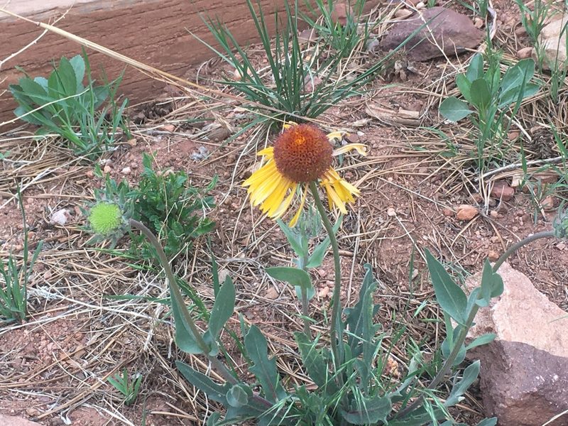 Gaillardia aristata, photographed by Shalana Gray