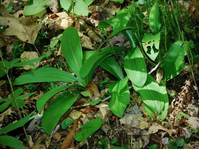 Clintonia umbellulata