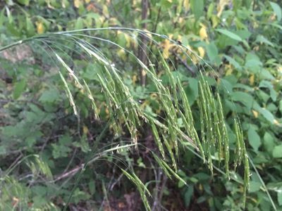 Bromus vulgaris, photographed by Harry Podschwit
