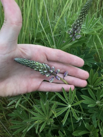 Lupinus oreganus, photographed by Daniel Kennedy