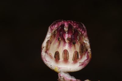 Asarum heterophyllum, photographed by Brian Finzel