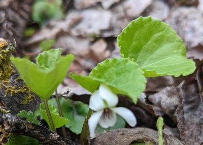 Viola renifolia, photographed by Troy McConaghy