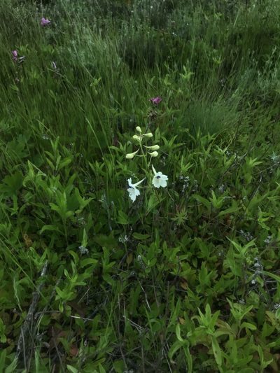 Delphinium pavonaceum, photographed by Daniel Kennedy