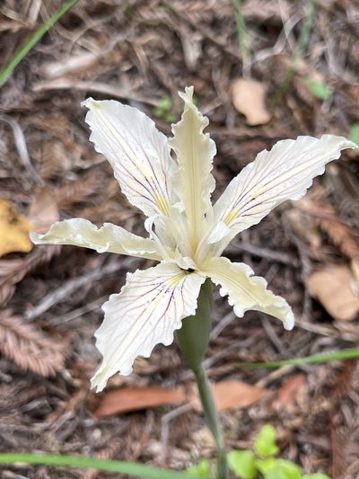Iris purdyi, photographed by Brook