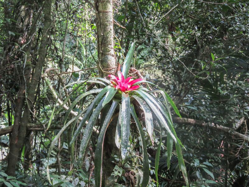 Nidularium fulgens, photographed by Diogo Luiz