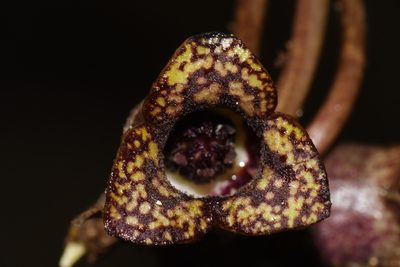 Asarum heterophyllum, photographed by Brian Finzel