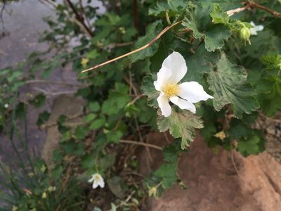 Rubus deliciosus, photographed by Shalana Gray