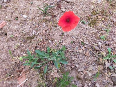 Papaver dubium, photographed by AnimalObserverDeniz321