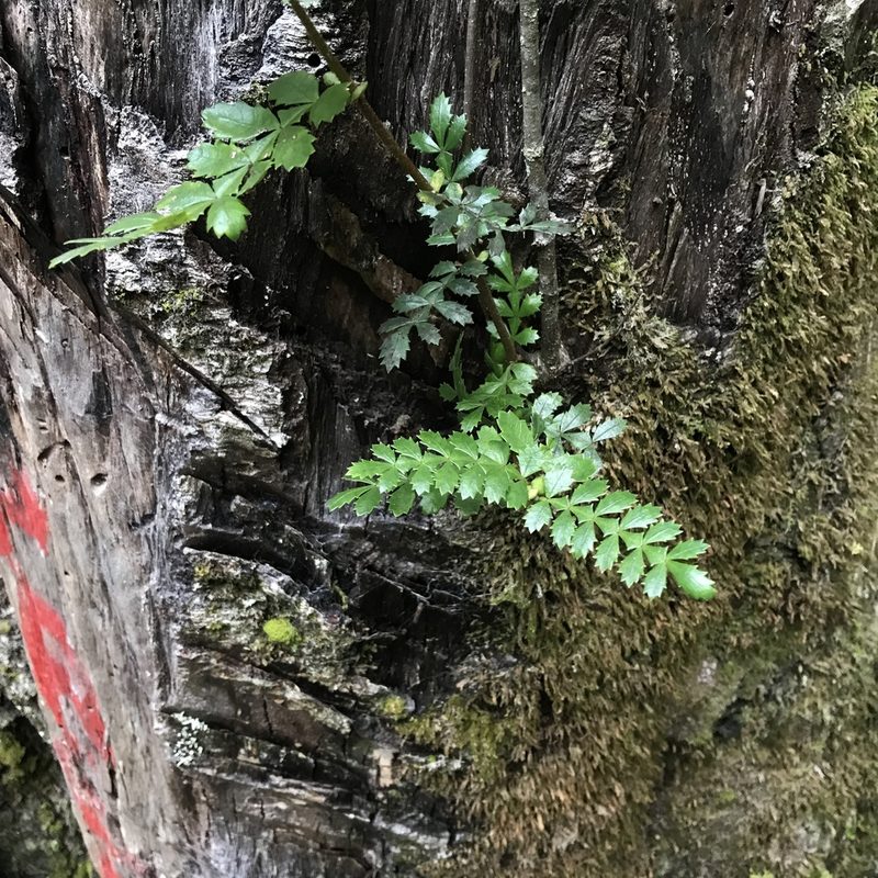 Weinmannia trichosperma, photographed by Cristian Riquelme