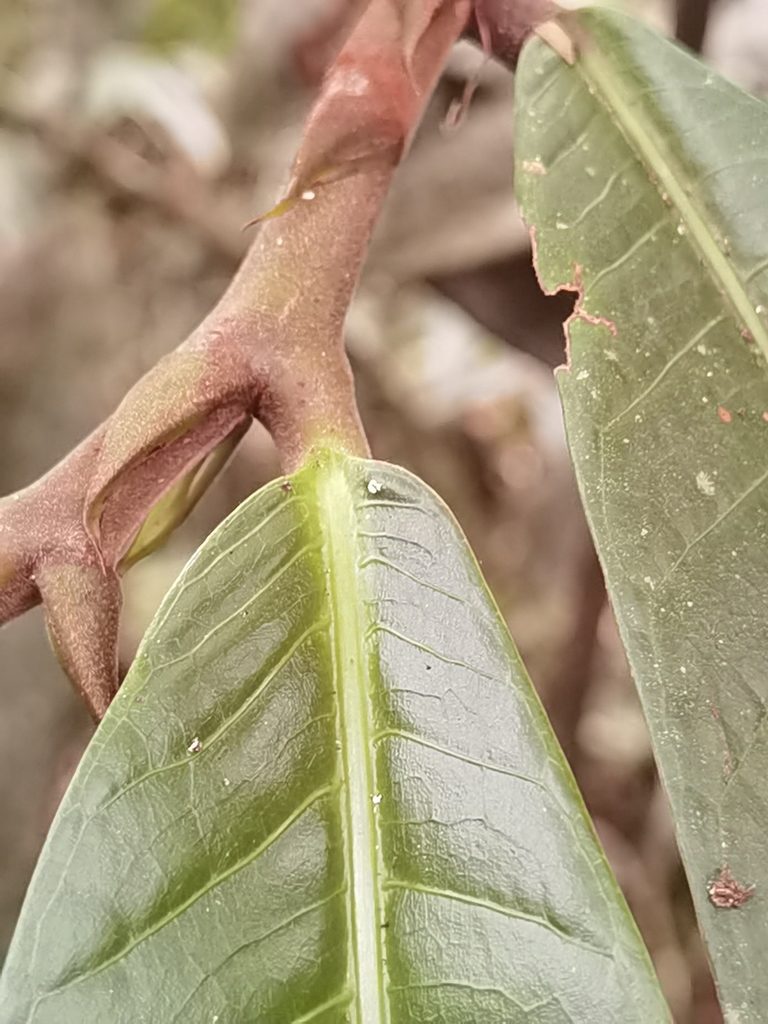 Naucleopsis naga, photographed by Eduardo Chacón Madrigal