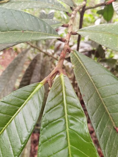 Naucleopsis naga, photographed by Eduardo Chacón Madrigal