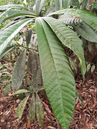 Naucleopsis naga, photographed by Eduardo Chacón Madrigal
