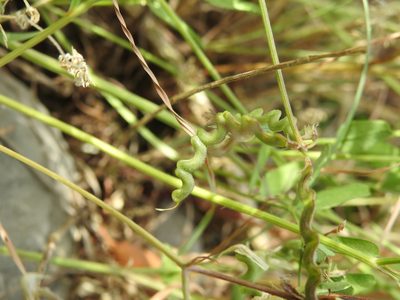 Hippocrepis comosa, photographed by Yves Bas