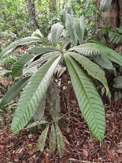Naucleopsis naga, photographed by Eduardo Chacón Madrigal