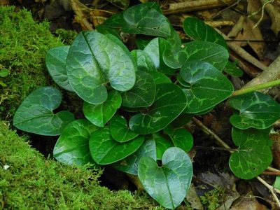Asarum shuttleworthii, photographed by Michael J. Papay