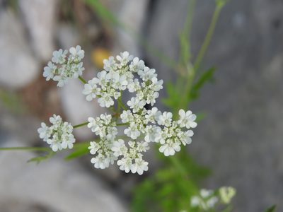 Torilis arvensis, photographed by Yves Bas