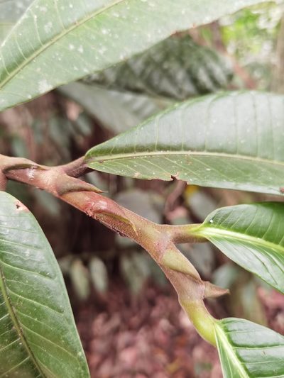 Naucleopsis naga, photographed by Eduardo Chacón Madrigal