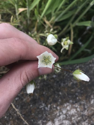 Limnanthes alba, photographed by Daniel Kennedy