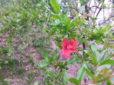 Punica granatum, photographed by AnimalObserverDeniz321