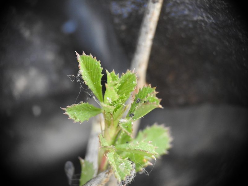 Ononis minutissima, photographed by Yves Bas