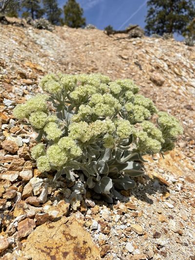 Eriogonum robustum, photographed by Matt Berger