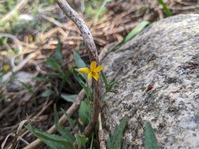 Viola pinetorum, photographed by Christine