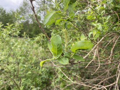 Salix cinerea, photographed by Radosław Puchałka