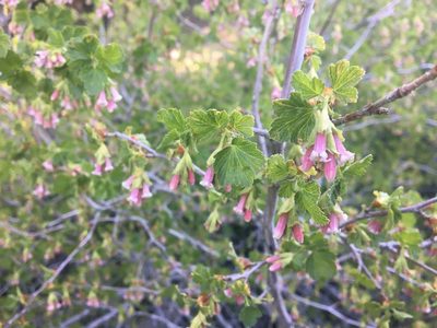 Ribes cereum, photographed by Vincent Weber