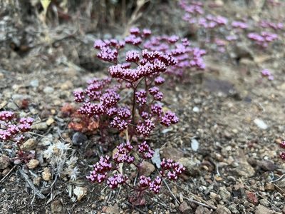 Chorizanthe staticoides, photographed by Christine Rudman
