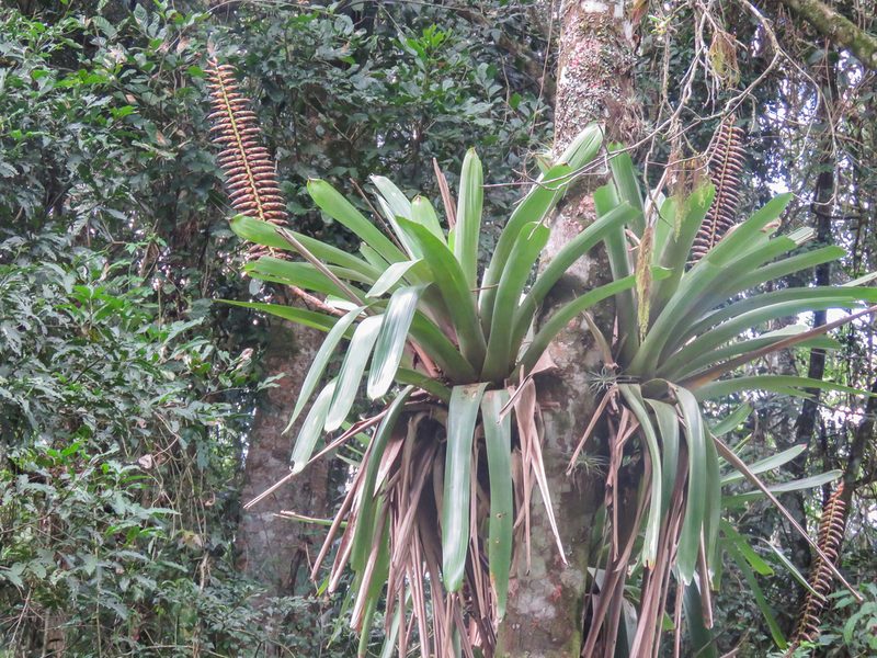 Vriesea bituminosa, photographed by Diogo Luiz