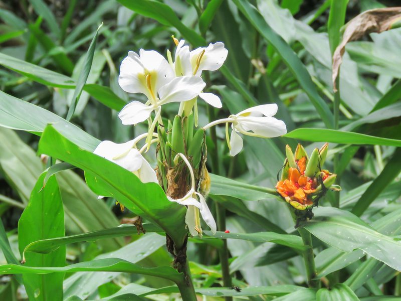 Hedychium coronarium, photographed by Diogo Luiz