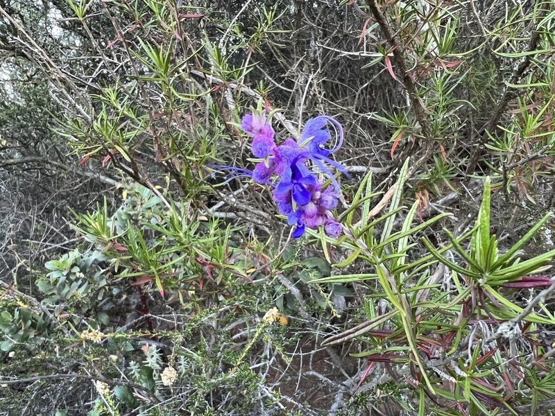 Trichostema lanatum, photographed by Christine Rudman