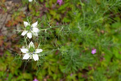 Nigella damascena, photographed by Andrew Skotnicki