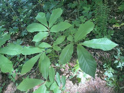 Asimina triloba, photographed by lejones417