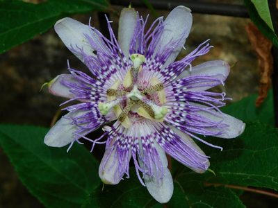 Passiflora incarnata, photographed by Michael J. Papay