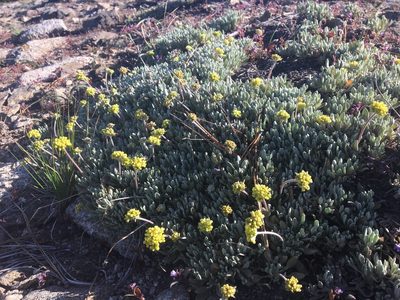 Eriogonum incanum, photographed by Vincent Weber