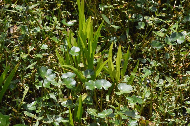Habenaria repens, photographed by Dan Johnson