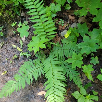 Diplaziopsis pycnocarpa, photographed by Ava