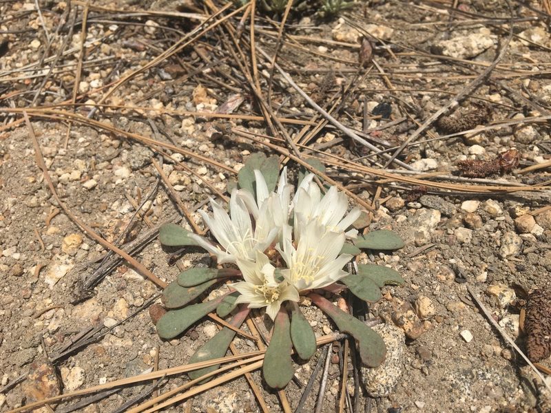 Lewisia kelloggii, photographed by Vincent Weber