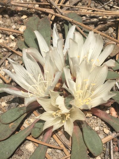 Lewisia kelloggii, photographed by Vincent Weber
