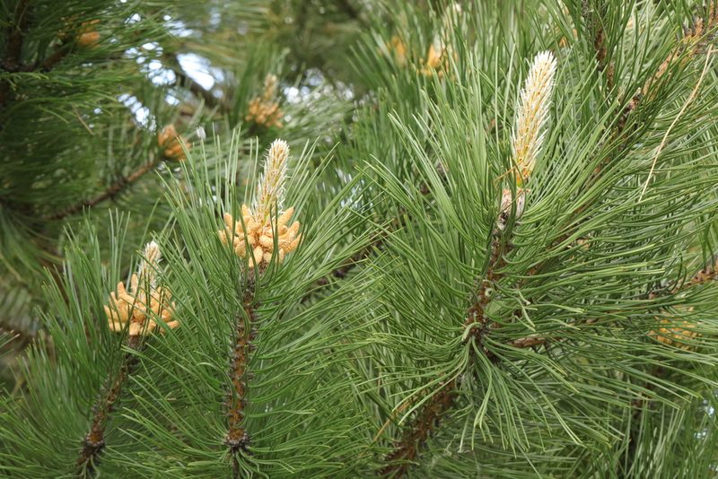 Pinus nigra, photographed by Stephen James McWilliam